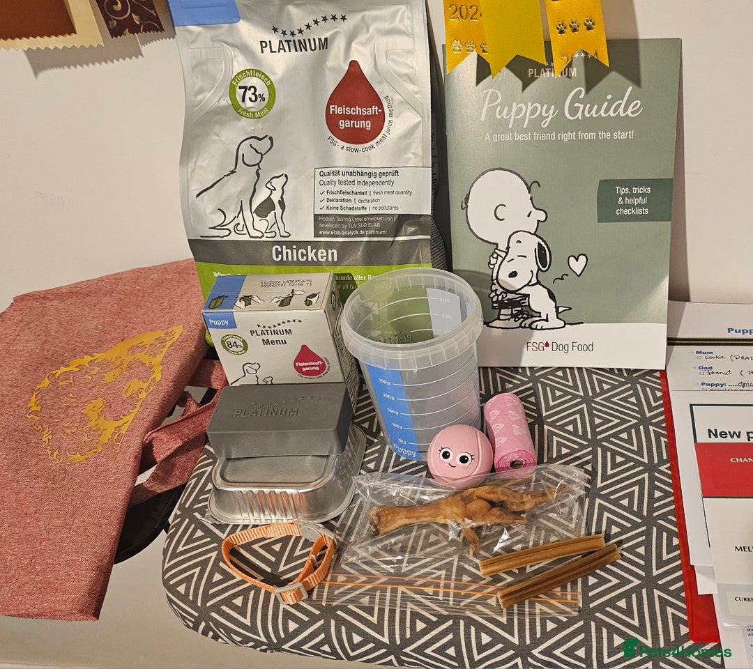 Toy Poodle dogs for sale: Toy Poodle- Red -DNA tested- KC registered - Advert 4