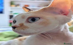 Devon Rex cats for sale: ✨Stunning Devon Rex girl- available now - Image 6