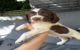 Cocker Spaniel dogs for sale: A litter of 6 gorgeous cocker spaniel puppies - Image 7