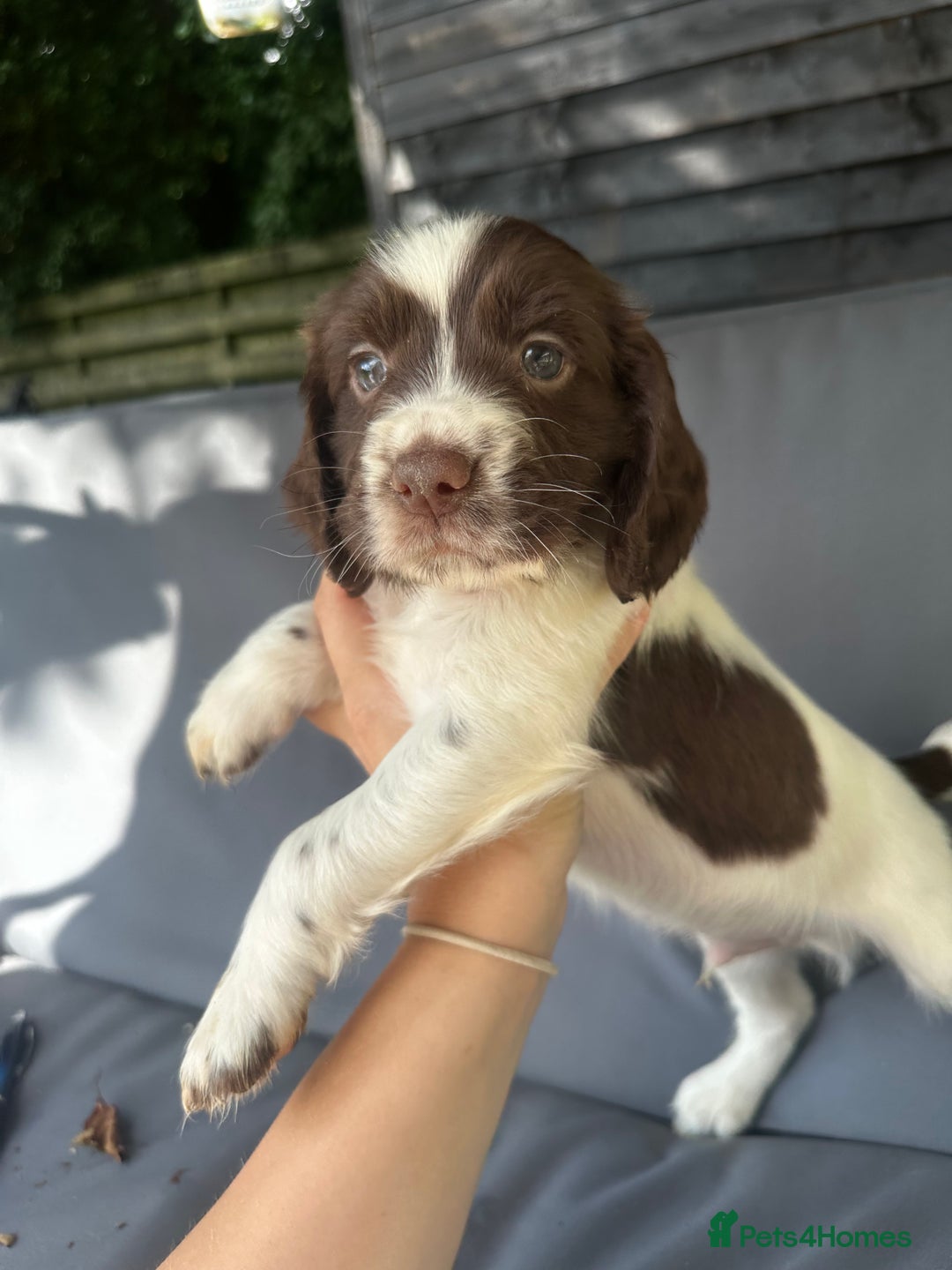 Cocker Spaniel dogs for sale: A litter of 6 gorgeous cocker spaniel puppies - Image 7