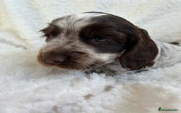 Cocker Spaniel dogs for sale: Chocolate roan show type cocker spaniels - Image 6