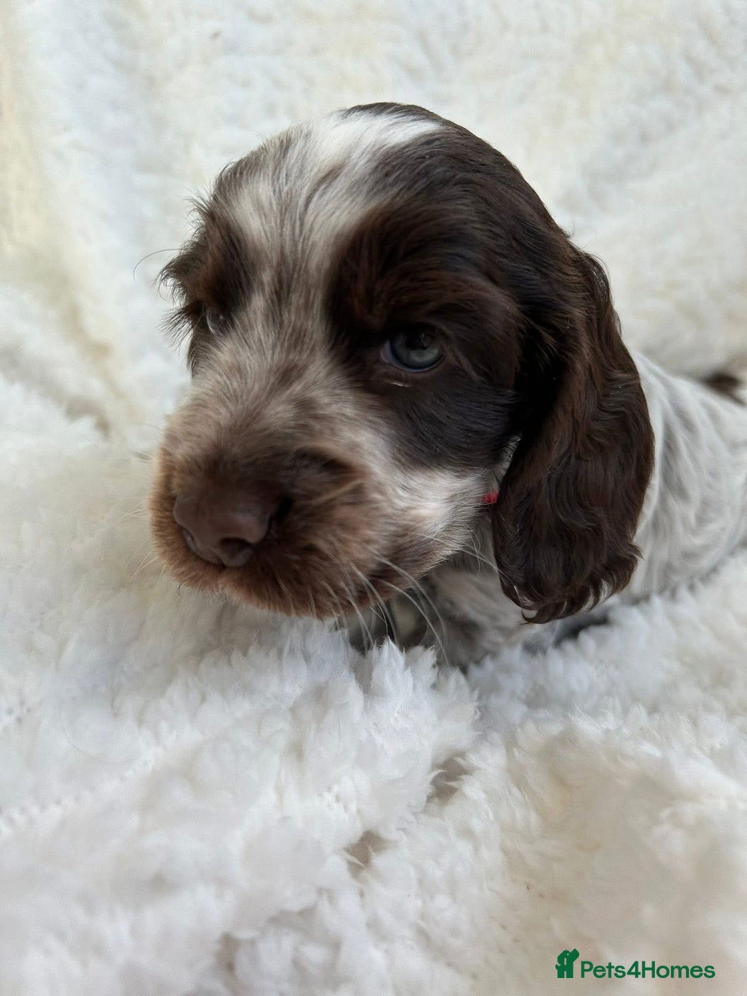 Cocker Spaniel dogs for sale: Chocolate roan show type cocker spaniels - Image 6