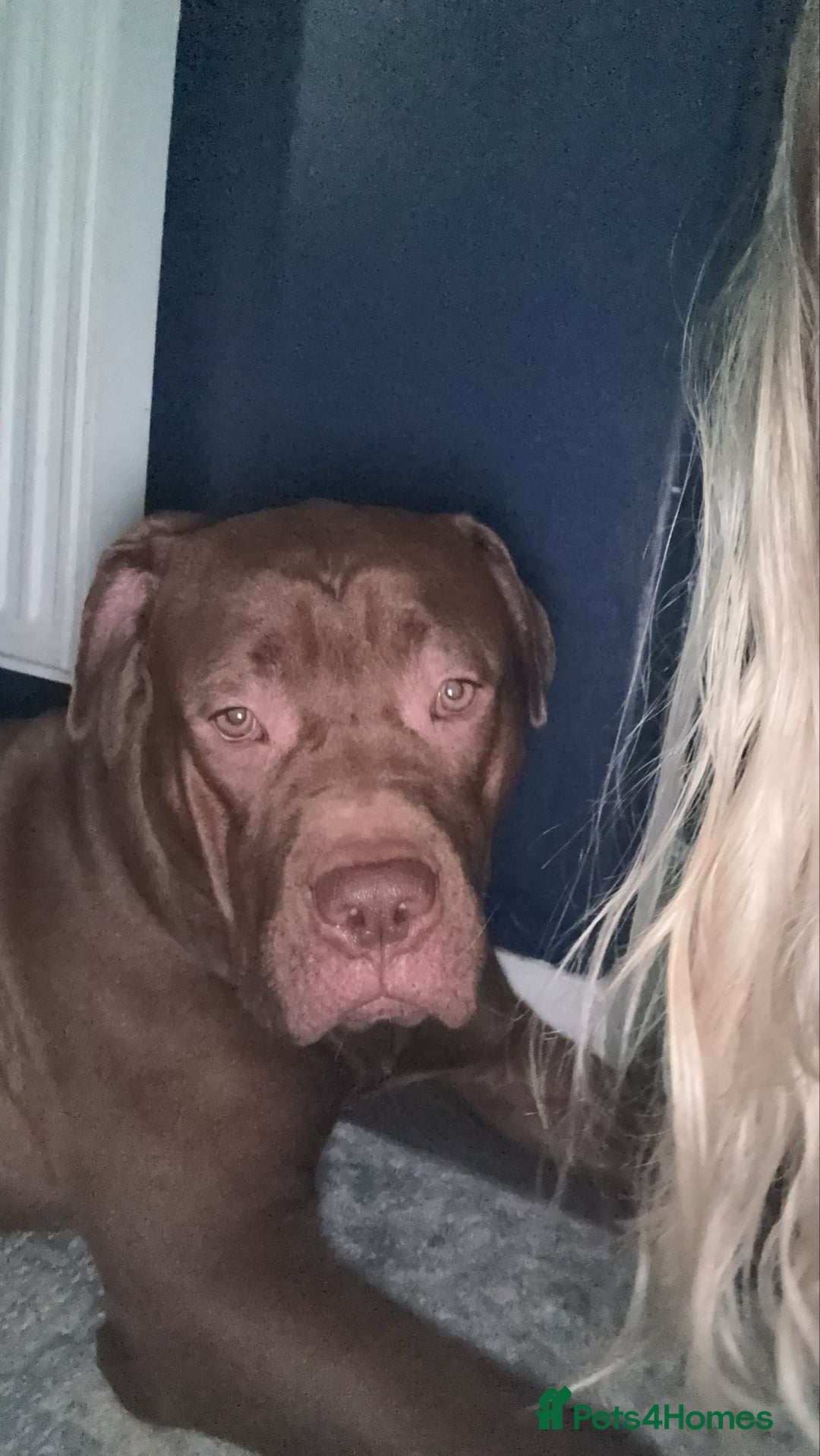 Mixed Breed dogs for sale: Rocco - Advert 4