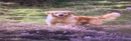 Golden Retriever dogs for sale: Golden Retriever puppies  in Saltburn-by-the-Sea - Advert 28