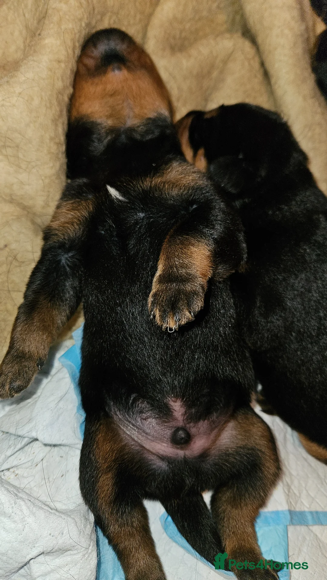 Rottweiler dogs for sale: 4 beautiful rottweiler puppies in Melton Mowbray - Advert 2