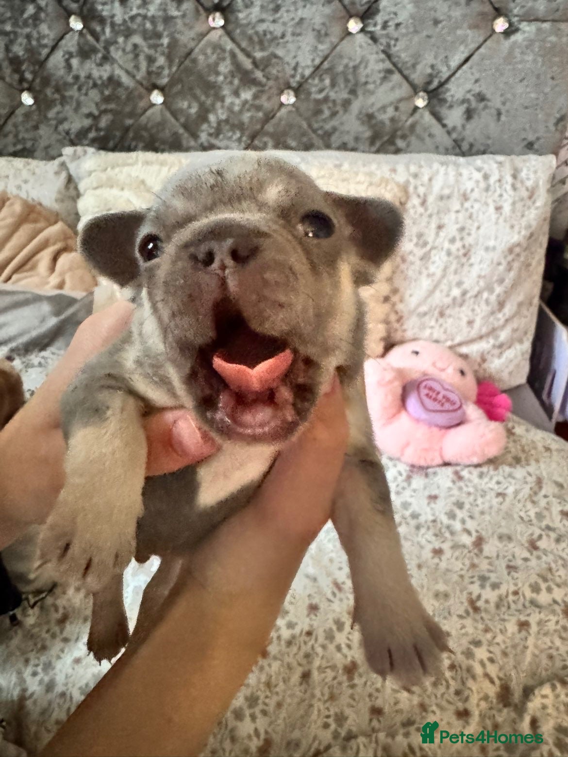 French Bulldog dogs KC Registered fresh bulldogs  - Advert 1