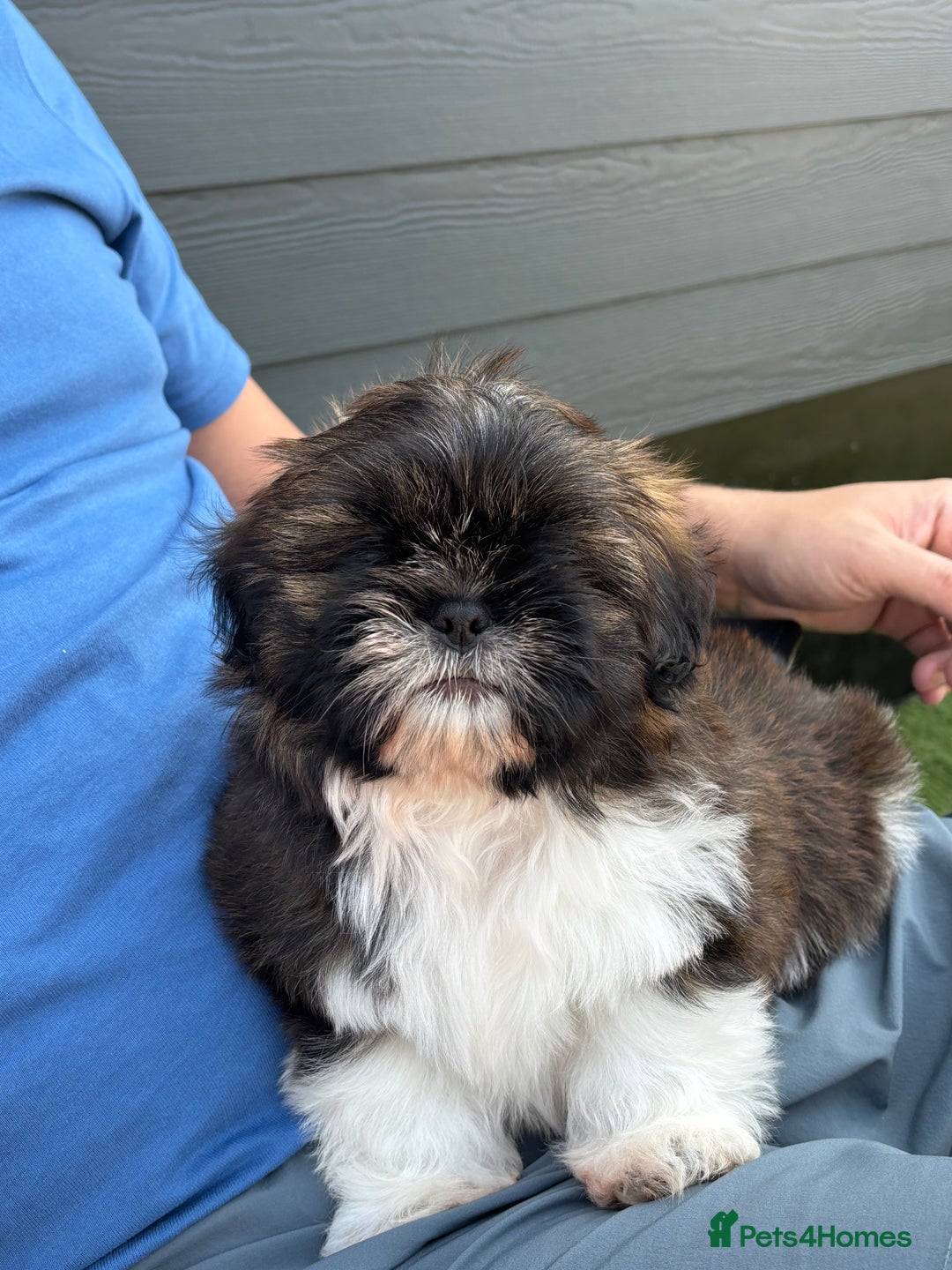 Shih Tzu dogs for sale: Hi my name is Jack and I need my forever home. - Image 2