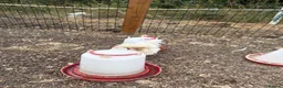 Chickens poultry for sale: 3 polish chicken for free!  in Sevenoaks - Advert 2