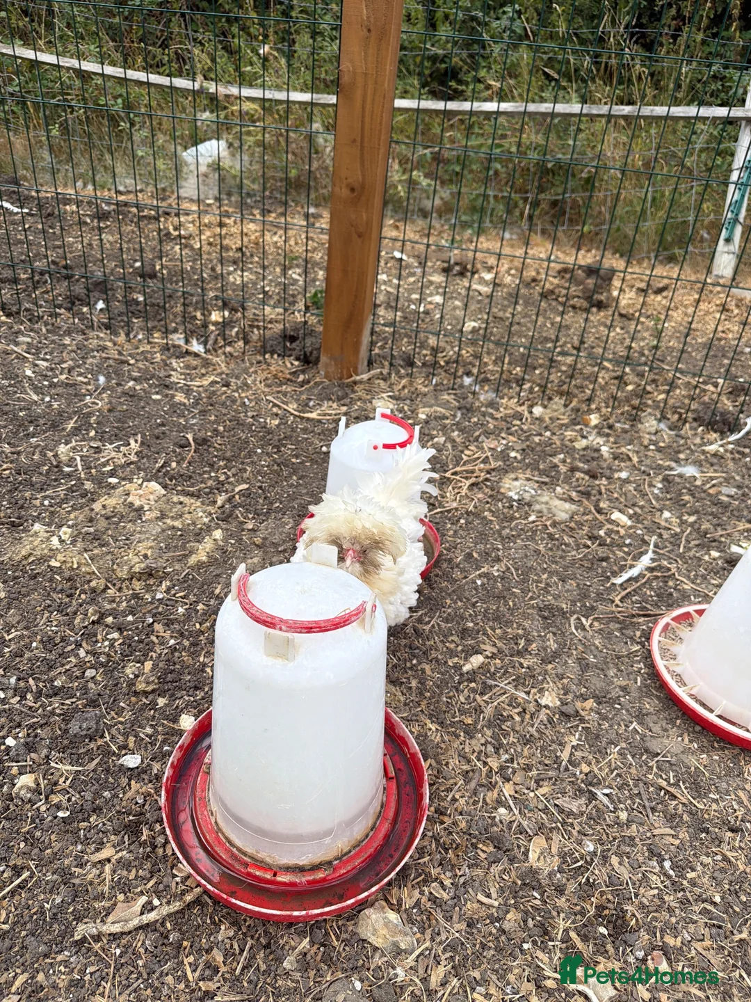 Chickens poultry for sale: 3 polish chicken for free!  in Sevenoaks - Advert 2