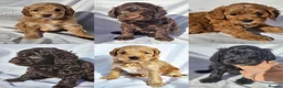 Australian Labradoodle dogs for stud: Proven Miniature Australian Labradoodle Stud  - Advert 11