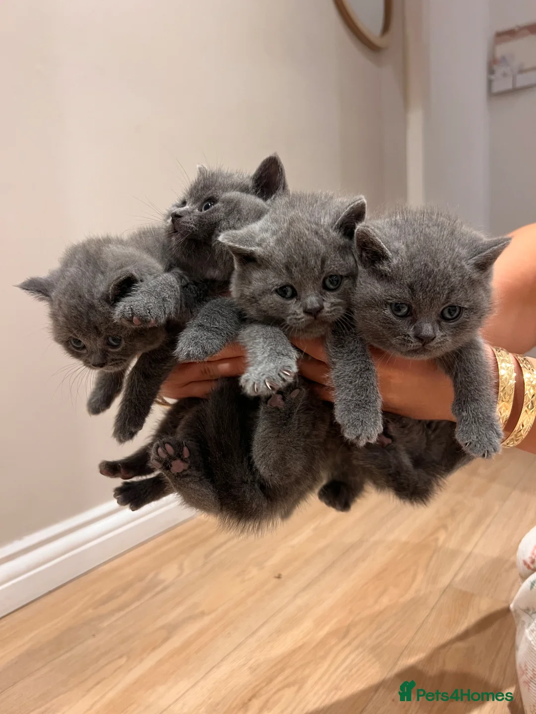 British Shorthair cats for sale: British Shorthair Kittens - Advert 28