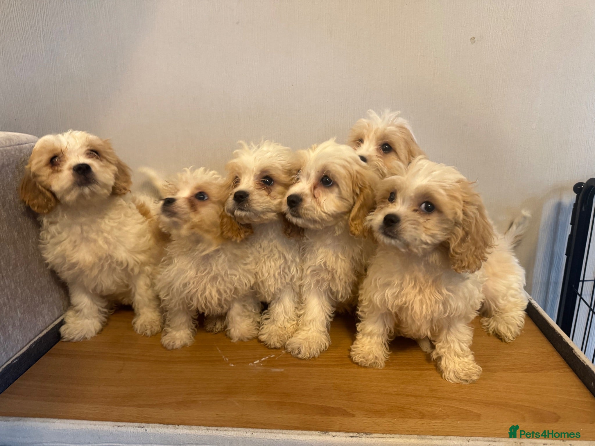 Cavachon dogs Cavachon Puppies READY NOW 🐾❤️ - Advert 1