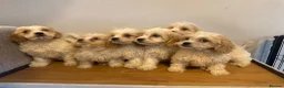 Cavachon dogs for sale: Cavachon Puppies READY NOW 🐾❤️ - Advert 1