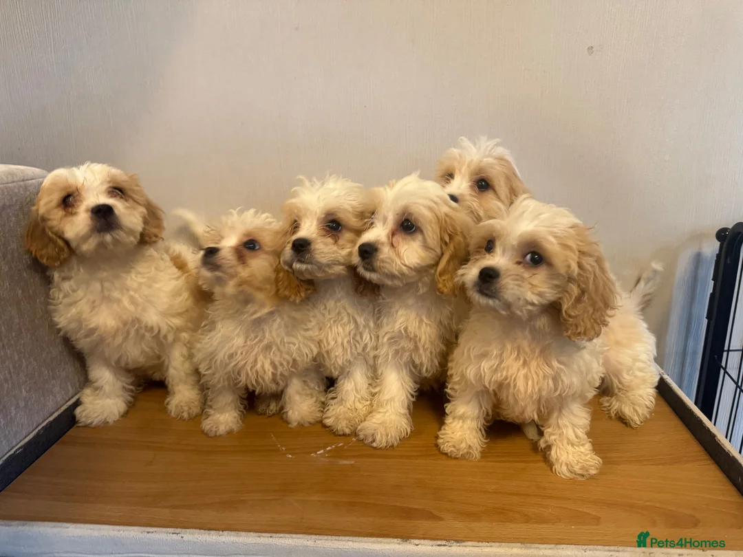 Cavachon dogs for sale: Cavachon Puppies READY NOW 🐾❤️ - Advert 1