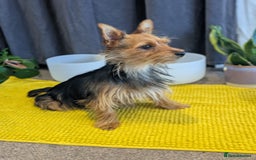 Yorkshire Terrier dogs for sale: 7 male Yorkshire terriers ready to leave.  - Image 38