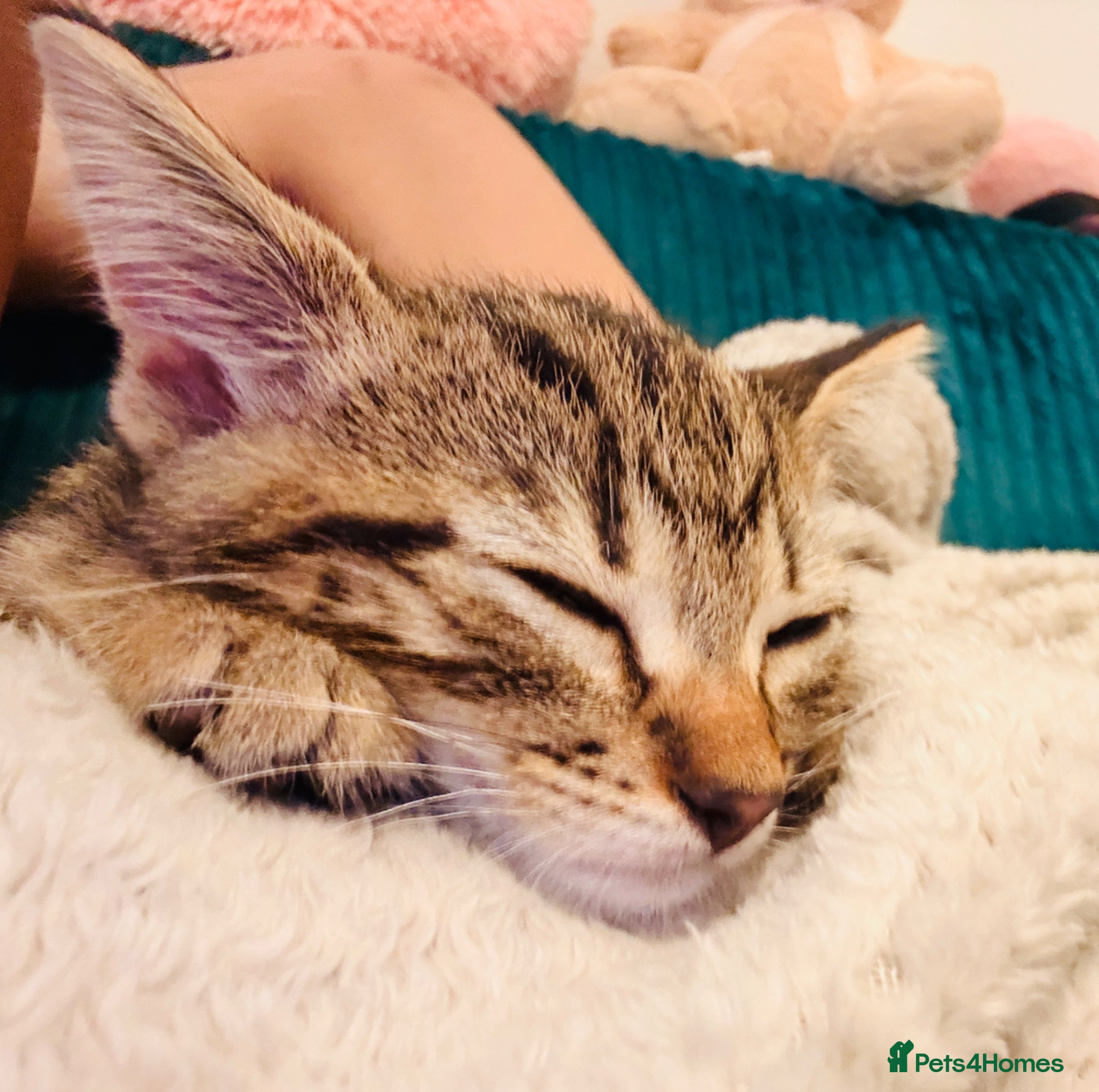 Domestic Shorthair cats for sale: Ultimate Cozy Companion -10 weeks Shorthair tabby  in Hounslow - Advert 3