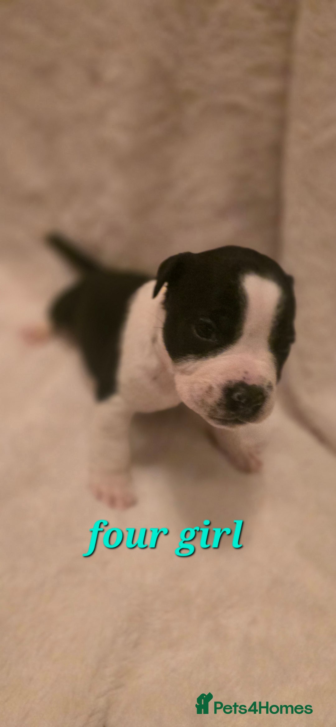 Mixed Breed dogs for sale: Olde english × staffie pups  - Advert 11