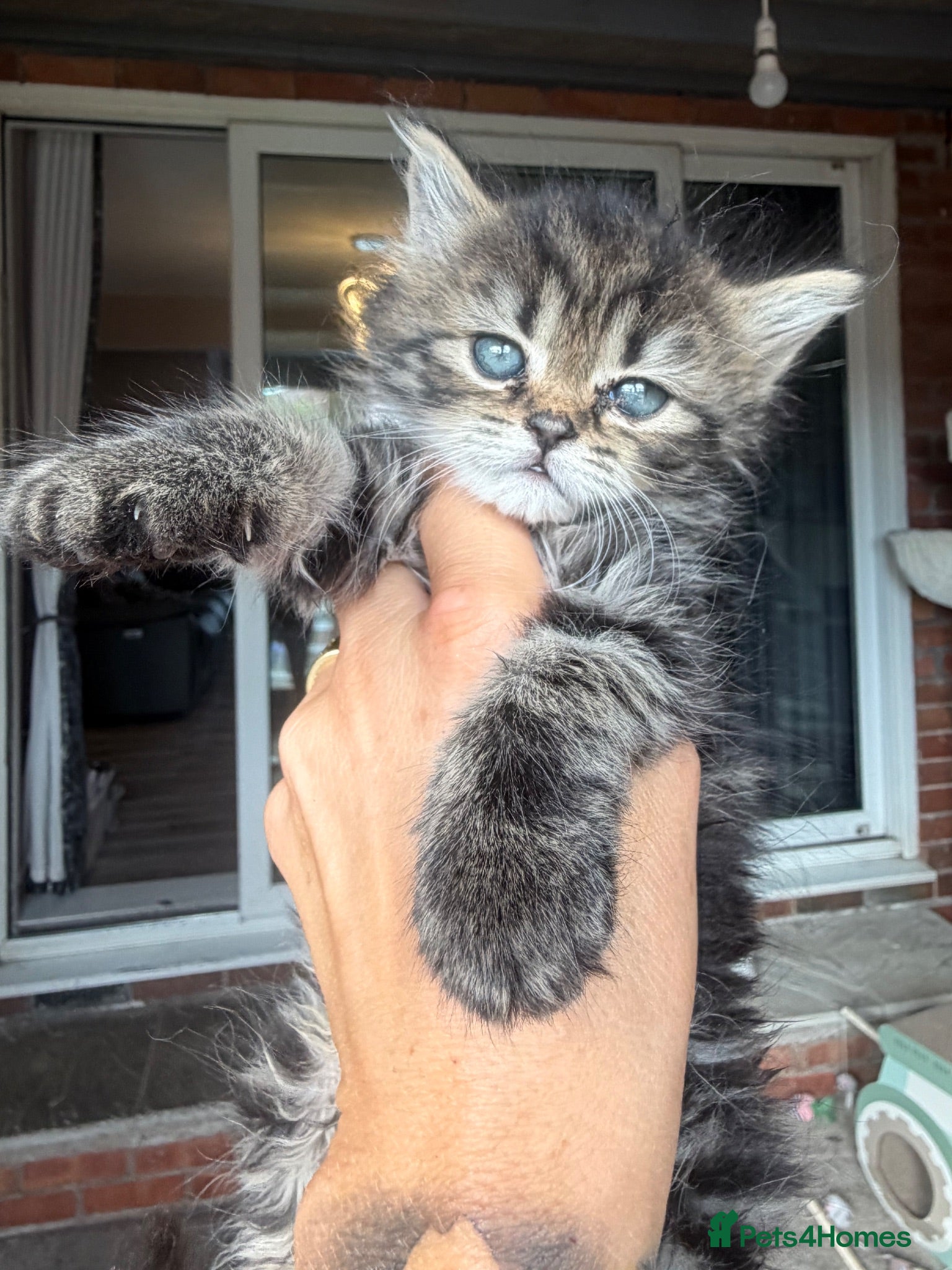 Persian cats I have 4 Persian cross Maine coon kittens - Advert 4
