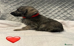 Schnoodle dogs for sale: Beautiful Schnoodle Puppies For Sale - Image 18