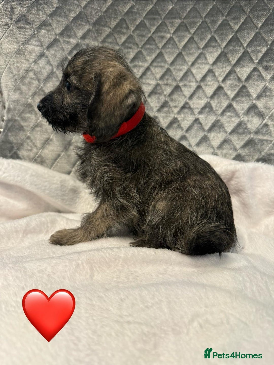 Schnoodle dogs for sale: Beautiful Schnoodle Puppies For Sale - Image 18