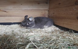 Netherland Dwarf rabbits for sale: Netherland dwarf rabbits  - Image 4