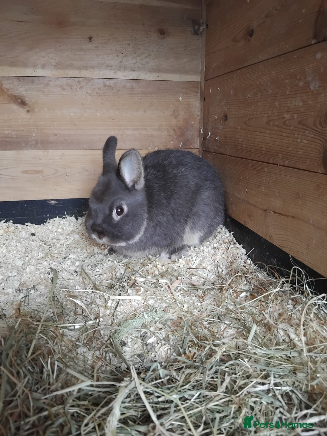 Netherland Dwarf rabbits for sale: Netherland dwarf rabbits  - Image 4