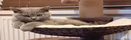 British Shorthair cats for sale: Stunning BSH pedigree kittens TICA registered  - Advert 12