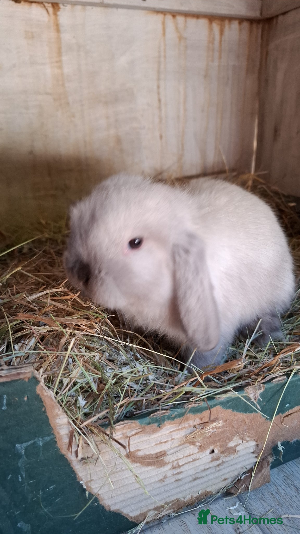 Mini Lop rabbits Mini Lops - Advert 1