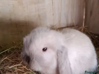 Mini Lop rabbits for sale: Mini Lops - Advert 1