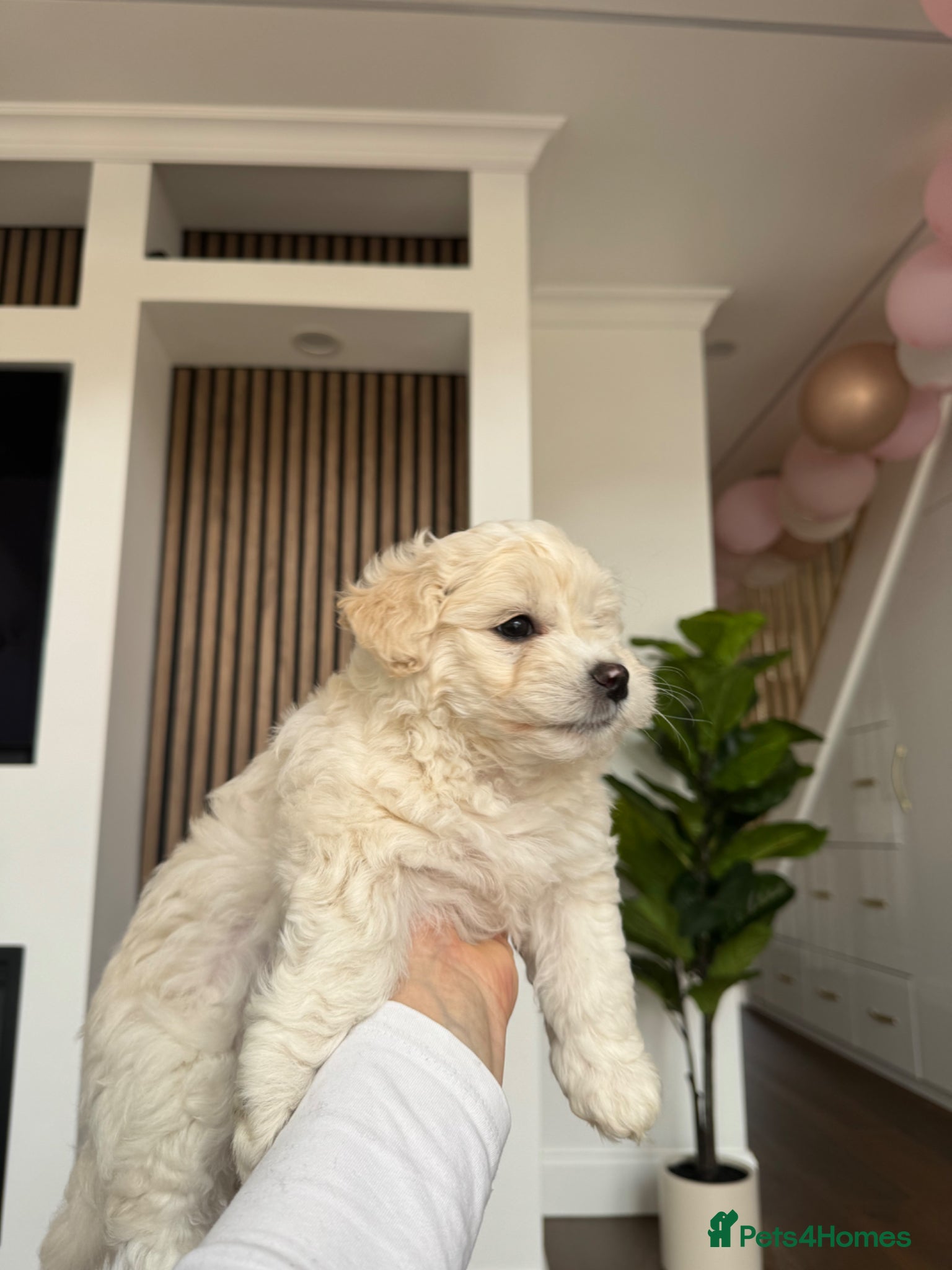 Bichon Frise dogs for sale: Two adorable boys are looking for a forever home🤎 in Bracknell - Advert 2
