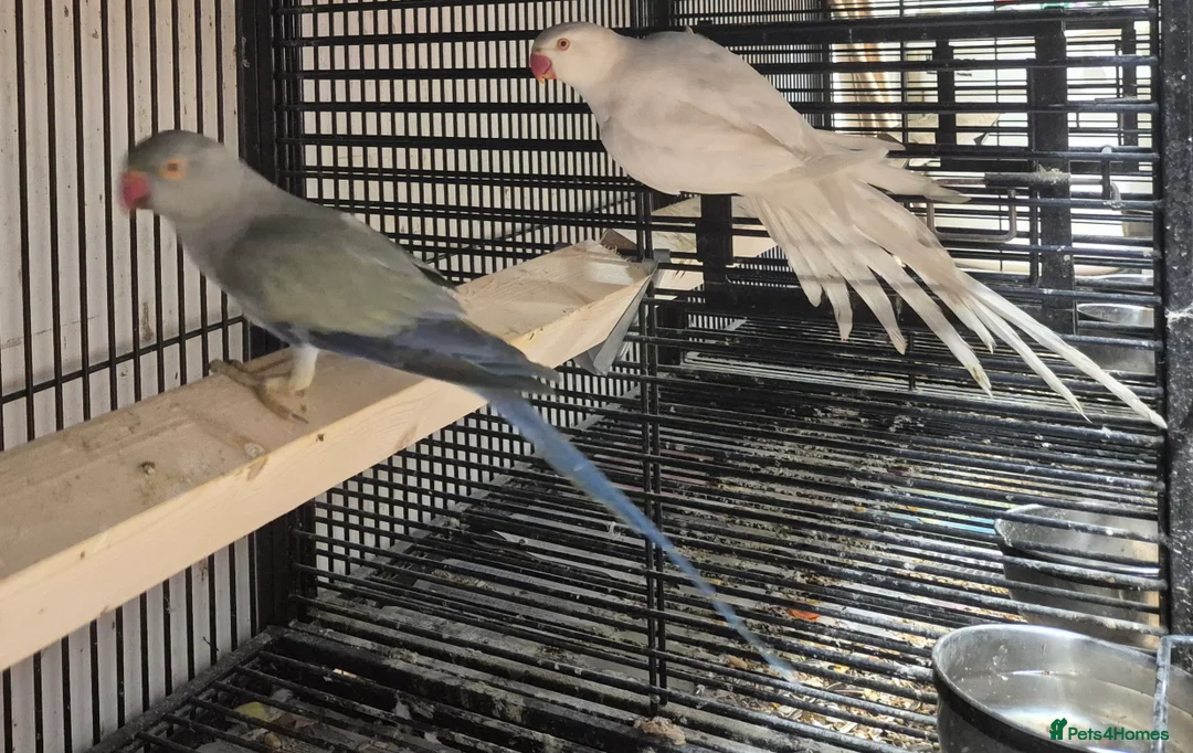 Parakeets birds for sale: FINCHES to parrots - Advert 2