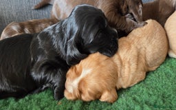 Cocker Spaniel dogs for sale: Stunning show type cocker spaniel pups for sale - Image 8