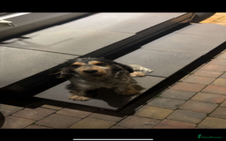 Cocker Spaniel dogs for sale: ✨show type cocker spaniel ✨ - Image 26