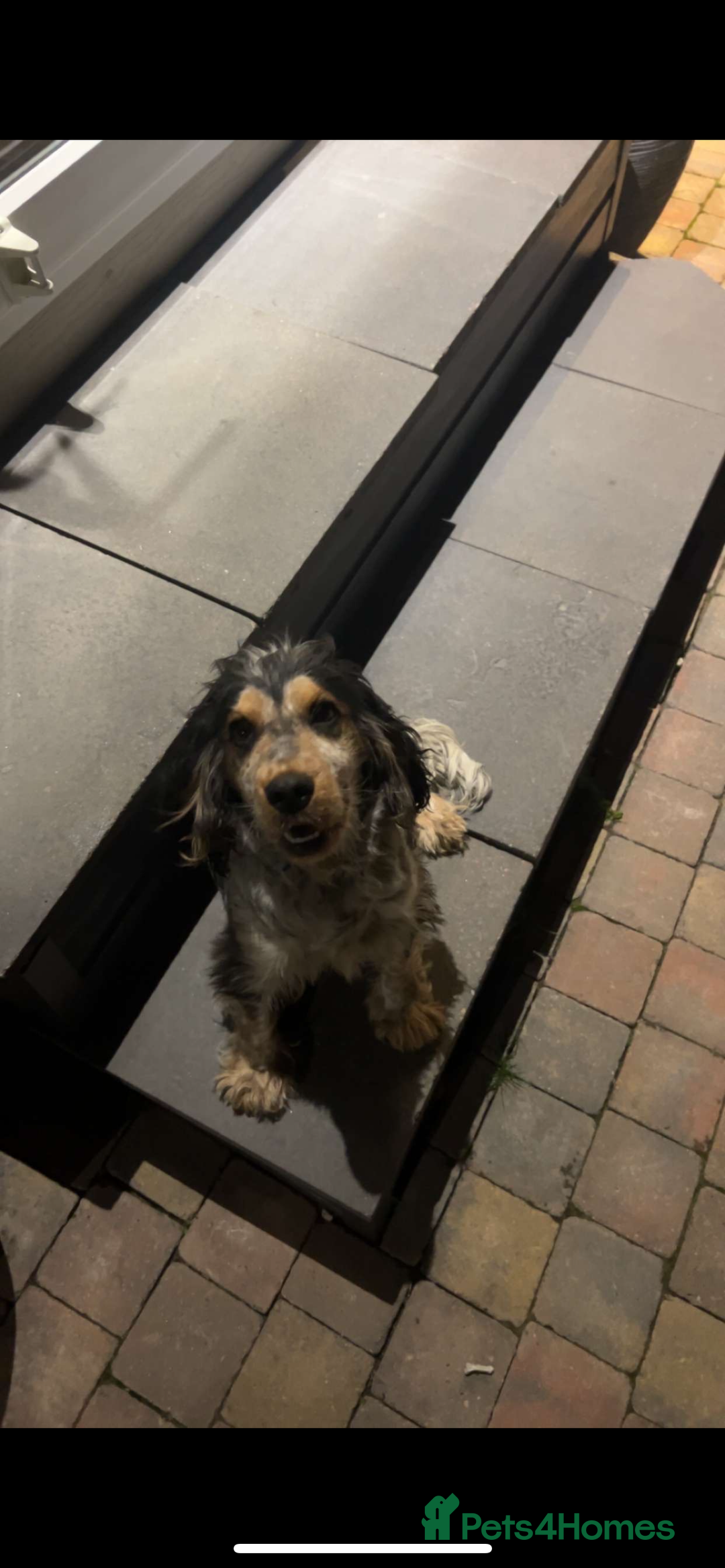 Cocker Spaniel dogs for sale: ✨show type cocker spaniel ✨ - Image 26