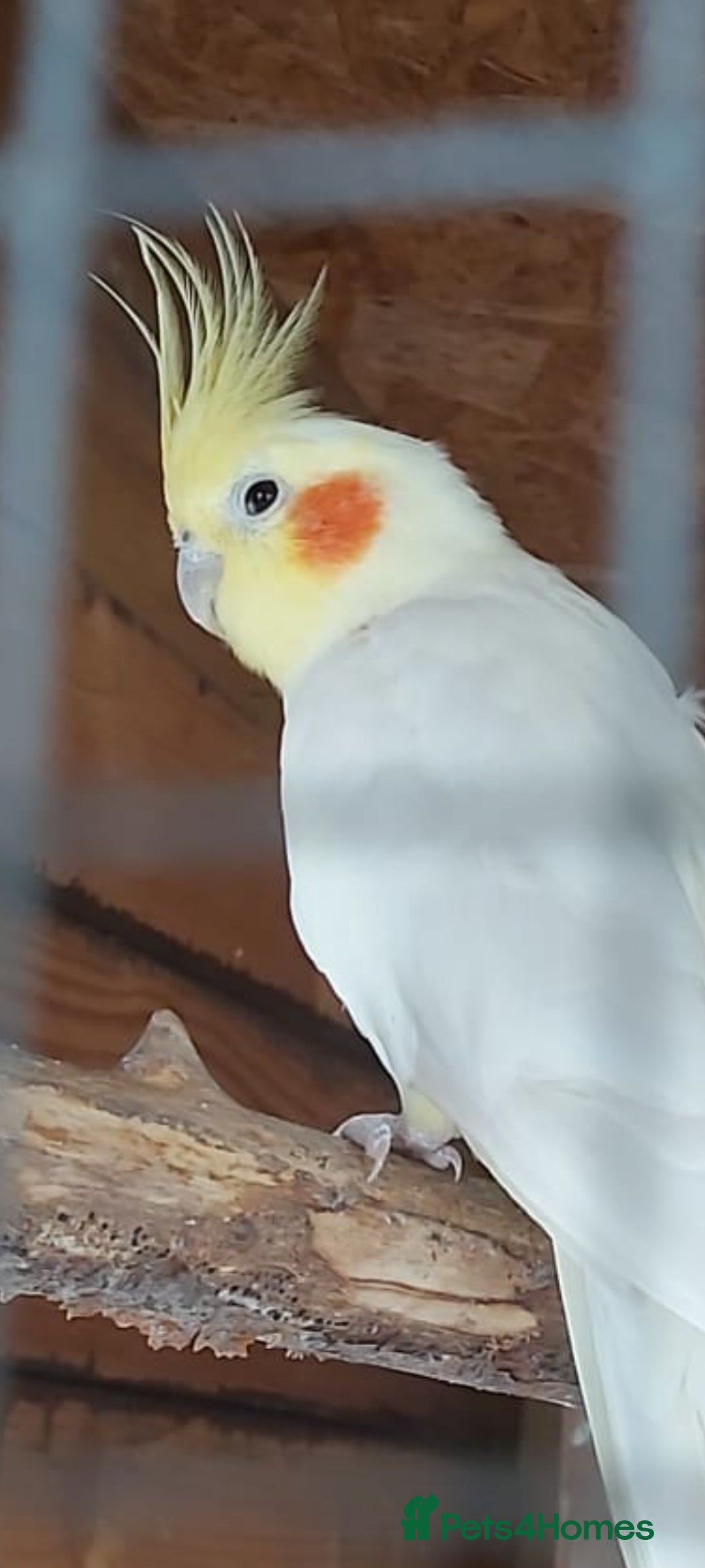 Cockatiels birds for sale: Cockatiels - Image 2