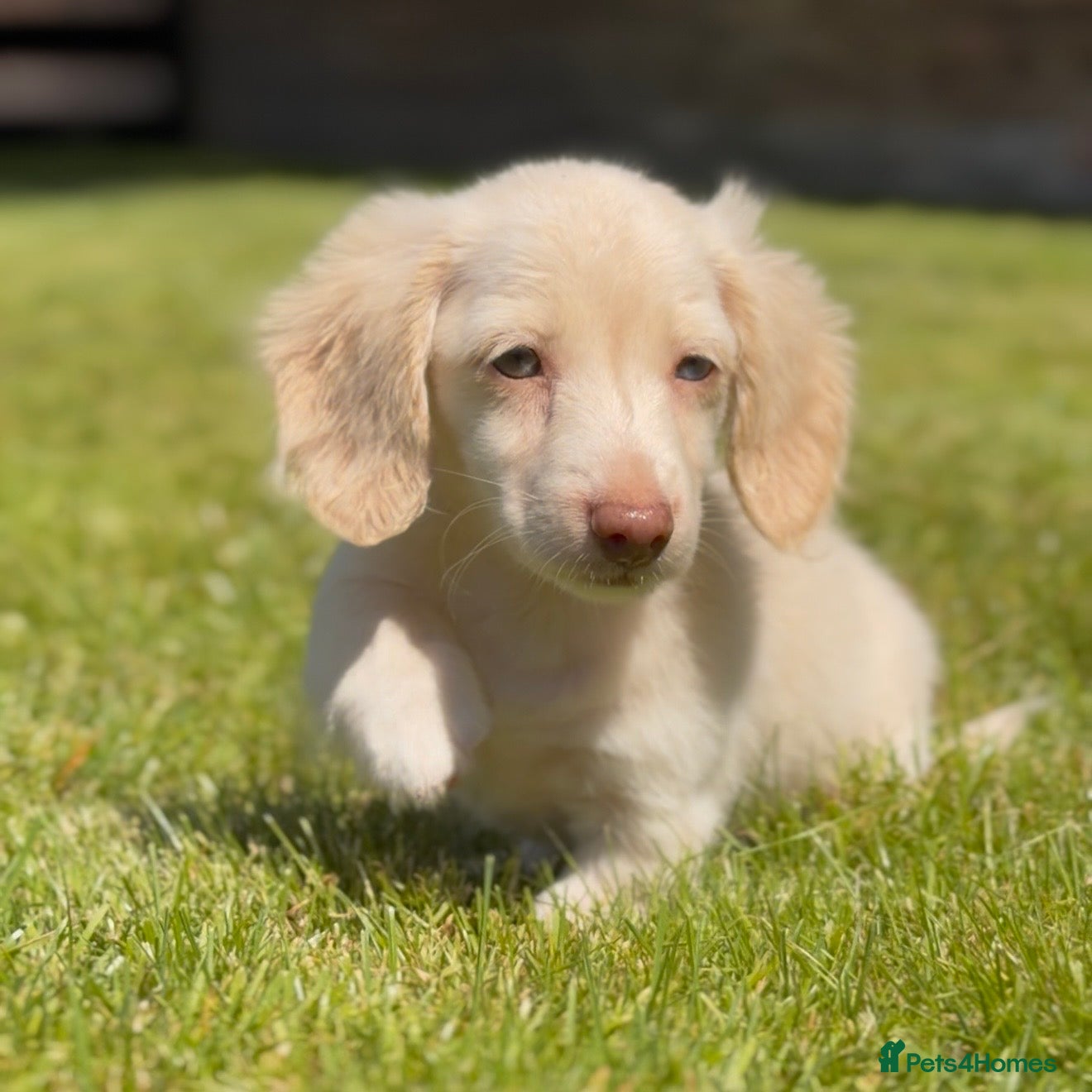 Miniature Dachshund dogs LONGHAIRED MINIATURE DACHSHUNDS  - Advert 1