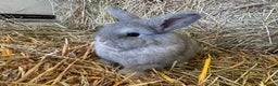 French Lop rabbits for sale: Beautiful Miniature Lop Does - Advert 5