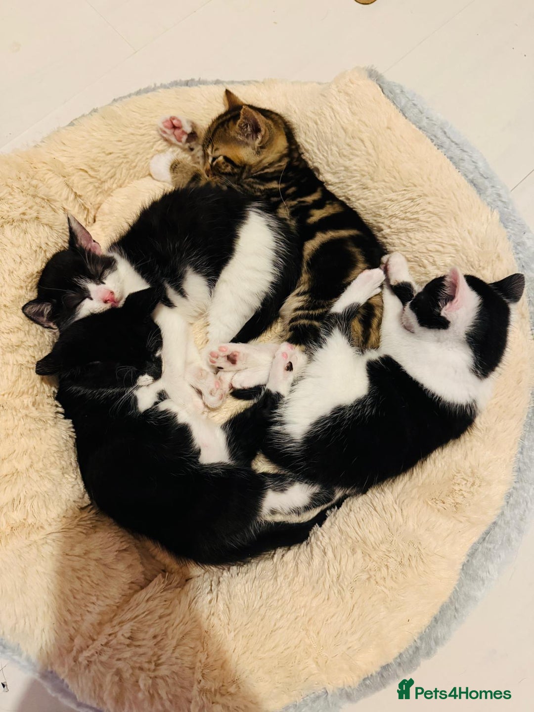 British Shorthair cats for sale: Beautiful kittens  - Image 1