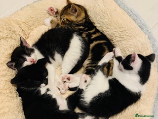 British Shorthair cats for sale - Advert 1