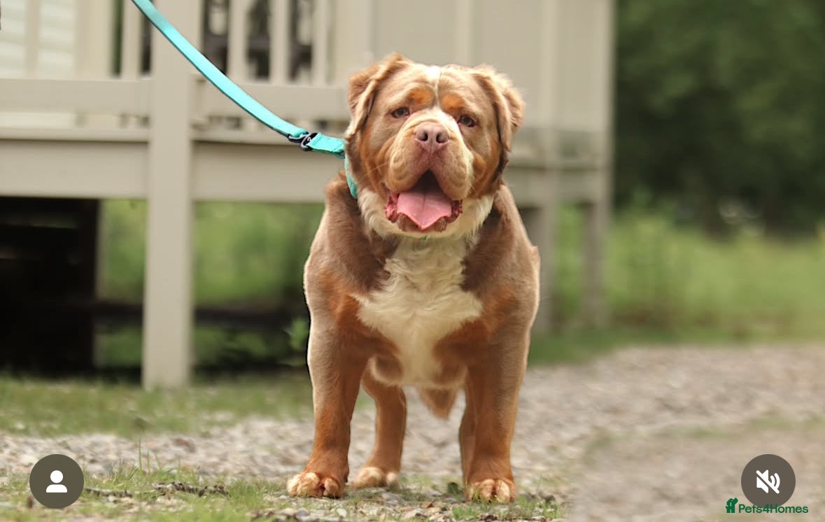 Olde English Bulldogge dogs Reginald ✨ - Advert 12