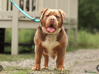 Olde English Bulldogge dogs Reginald ✨ - Advert 2