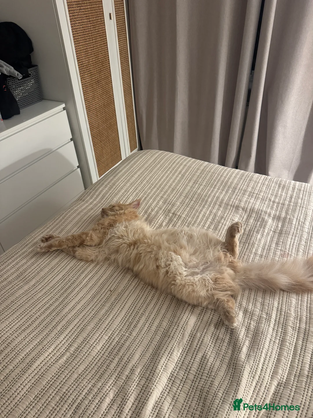 Maine Coon cats for sale: Custard - Advert 8