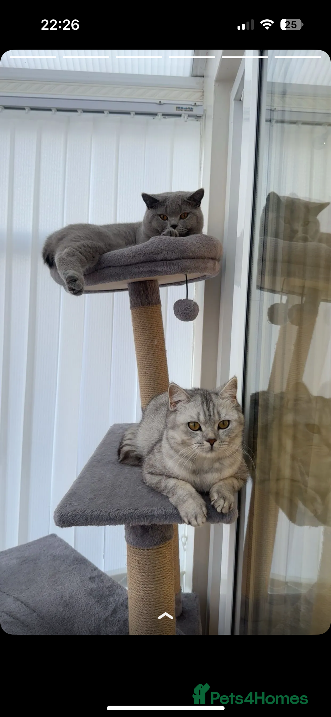 Scottish Fold cats for sale: British shorthair and Scottish fold mix kitten  - Advert 5