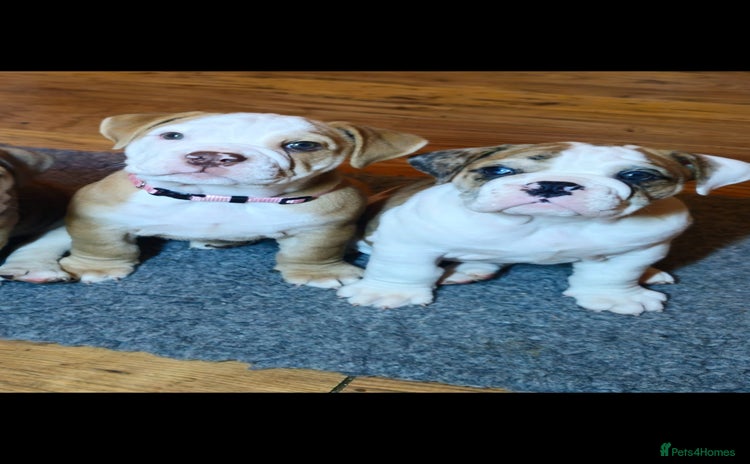 Mixed Breed dogs - Advert 4