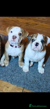 Mixed Breed dogs - Advert 4