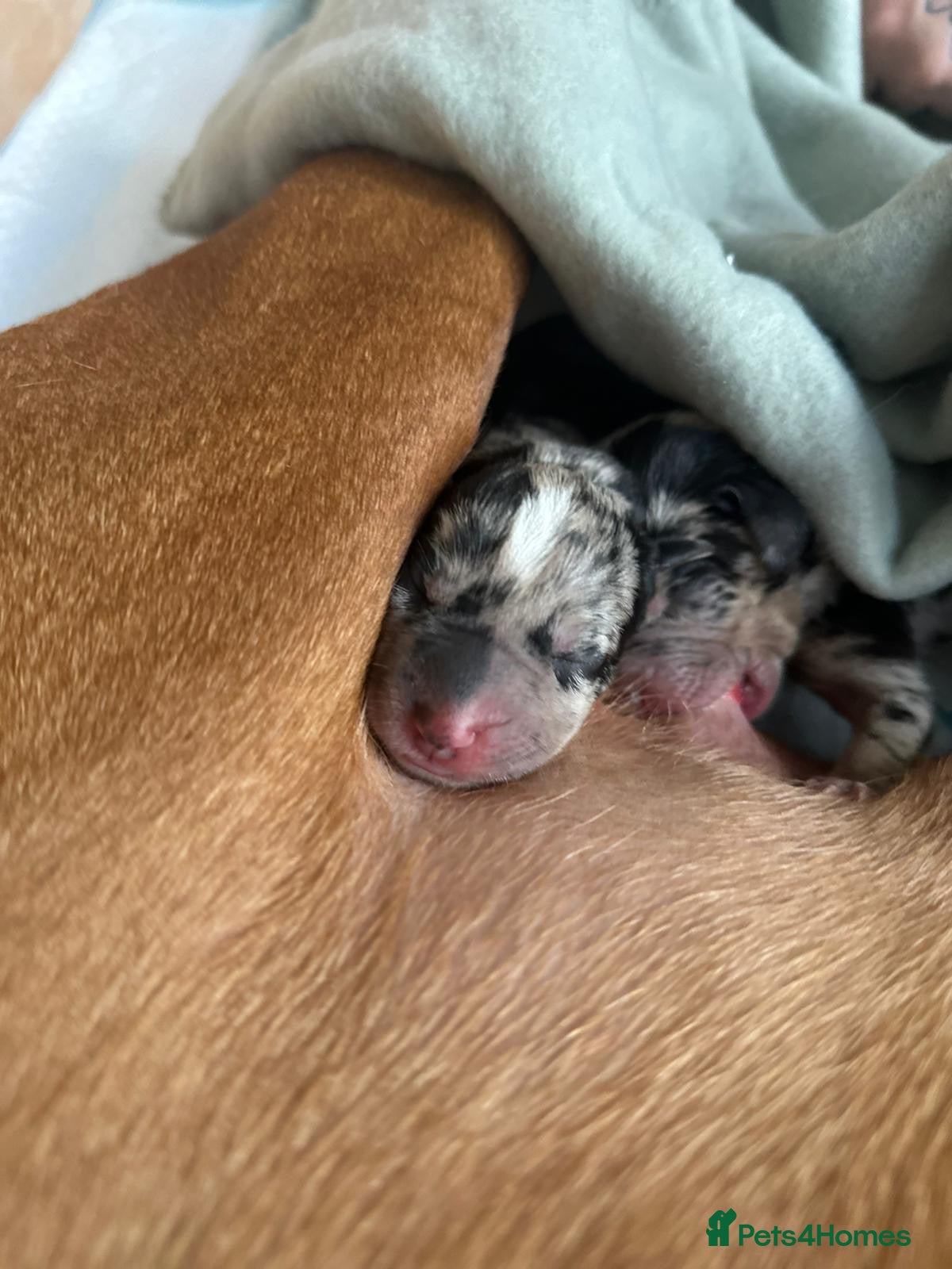 Mixed Breed dogs Hungarian Vizsla x Blue Merle Border Collie - Advert 2