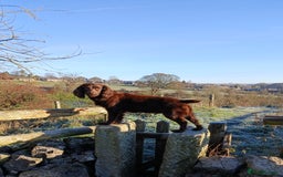 Cocker Spaniel dogs for sale: Working cocker spaniels - Advert 10