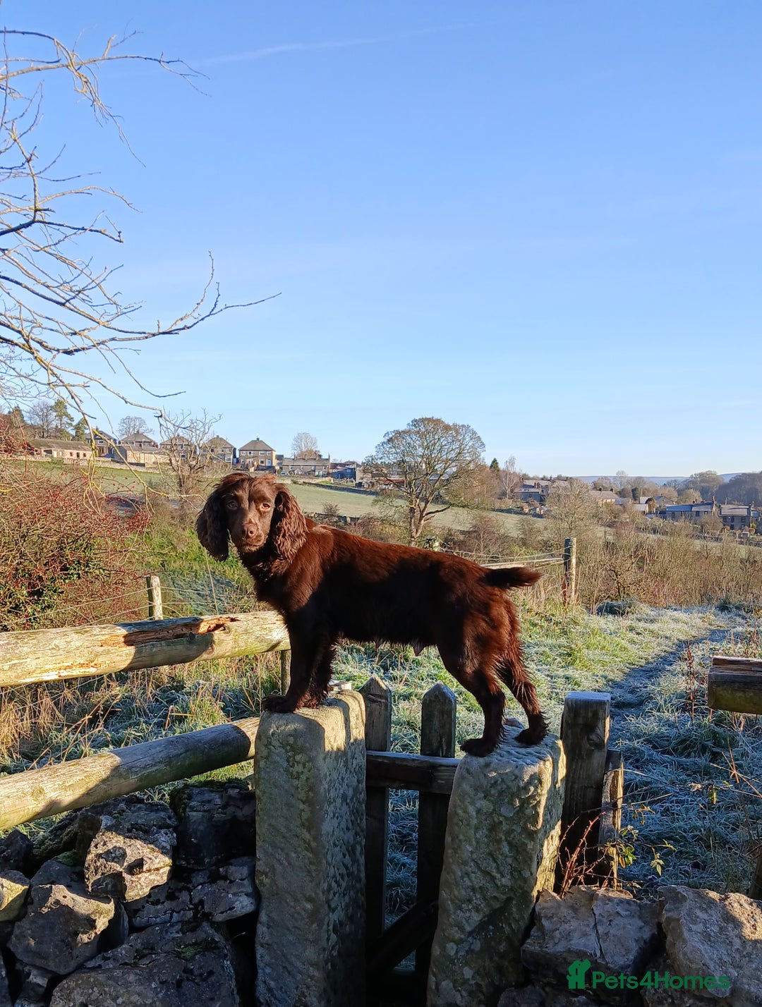 Cocker Spaniel dogs for sale: Working cocker spaniels - Advert 10