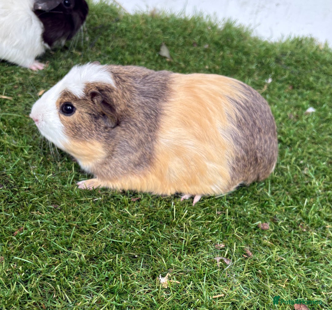 Guinea Pig rodents for sale: Female baby guinea pigs  - Image 13