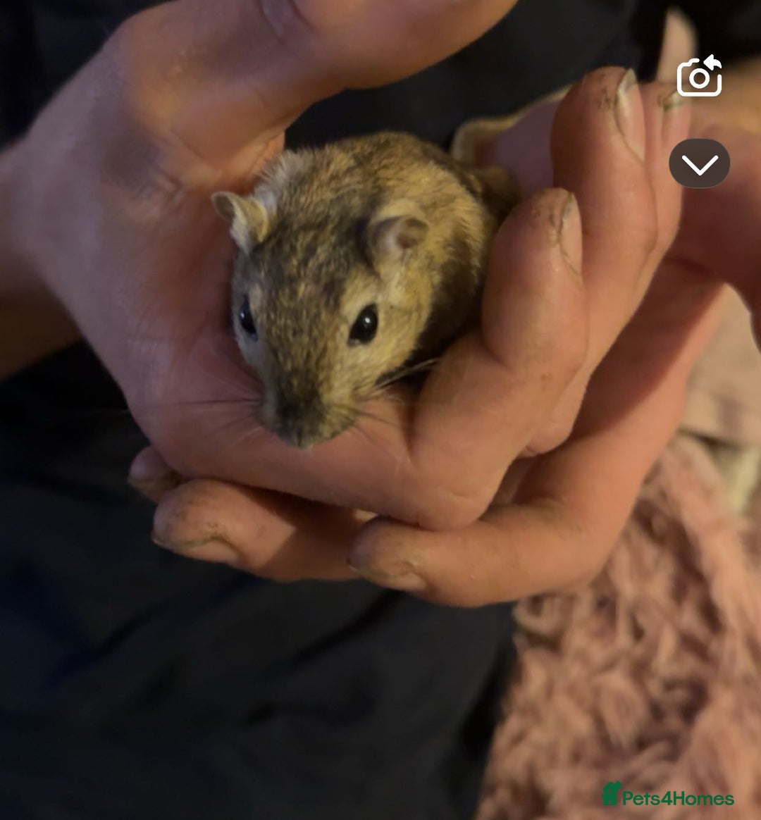 Gerbil rodents for sale: Male gerbil with cage  - Advert 1
